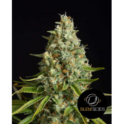 Amnesia Lemon – Dutch Passion