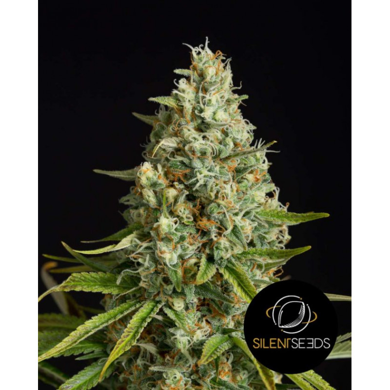 Amnesia Lemon – Silent Seeds