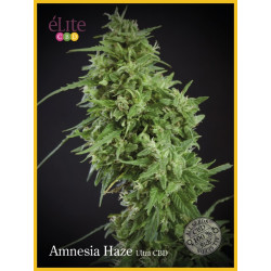 Amnesia Haze Ultra CBD Samen