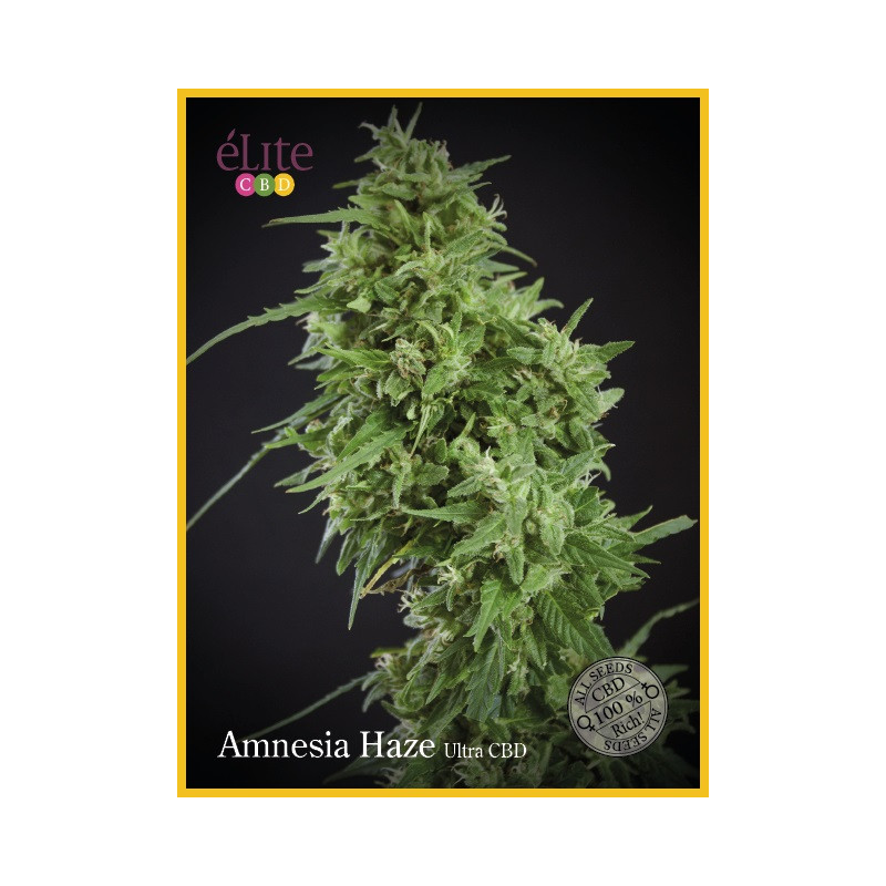 Amnesia Haze Ultra CBD - Dutch Passion