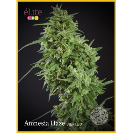 Amnesia Haze Ultra CBD Samen