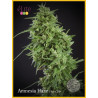 Amnesia Haze Ultra CBD - Elite Seeds