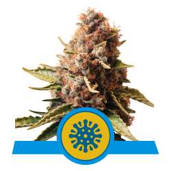 Euphoria CBD della Royal Queen Seeds