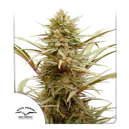 Compassione CBD - Dutch Passion