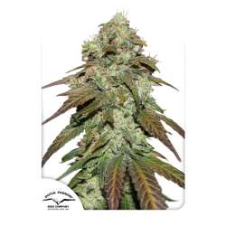 CBD Mazar - Dutch Passion