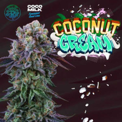 Coconut Cream - Perfect Tree