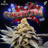 CherryTini Regular – Perfect Tree