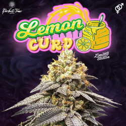 LemonCurd Regular – Perfect Tree