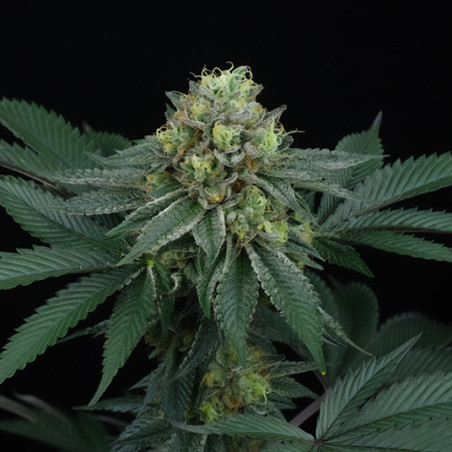 Zaïzaï Regular von Perfect Tree Seeds