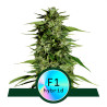 Hyperion F1 - Royal Queen Seeds