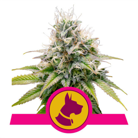 Bud von Kali Dog von Royal Queen Seeds