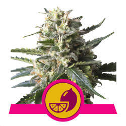 Lemon Shining Silver Haze von Royal Queen Seeds