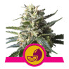 Lemon Shining Silver Haze - Royal Queen Seeds