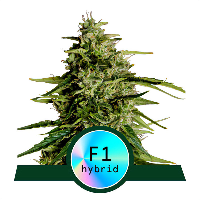 Milky Way F1 - Royal Queen Seeds