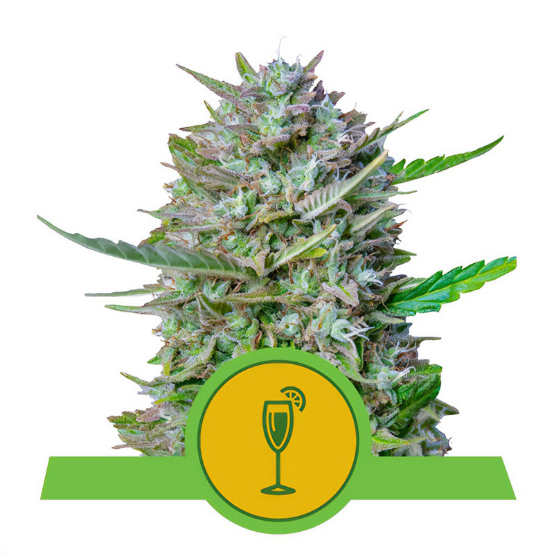 Mimosa Automatic - Royal Queen Seeds