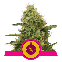 Northern Light von Royal Queen Seeds