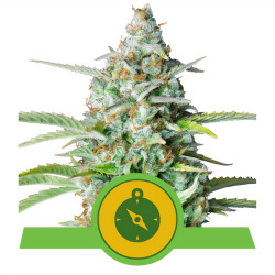 Northern Light Auto von Royal Queen Seeds