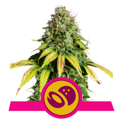 Somango XL Bud von Royal Queen Seeds