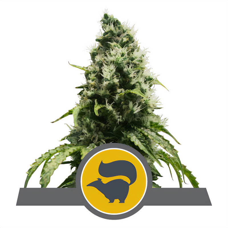 Skunk XL Regular - Royal Queen Seeds