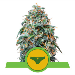 Sherbet Queen Auto von Royal Queen Seeds für den Innenanbau