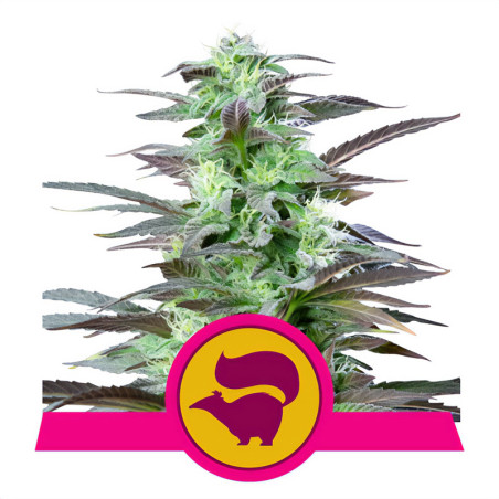 Skunk XL Pflanze von Royal Queen Seeds