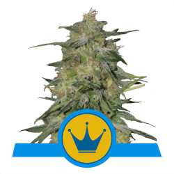 Royal Highness CBD von Royal Queen Seeds