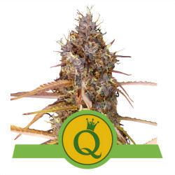 Purple Queen Auto de Royal Queen Seeds