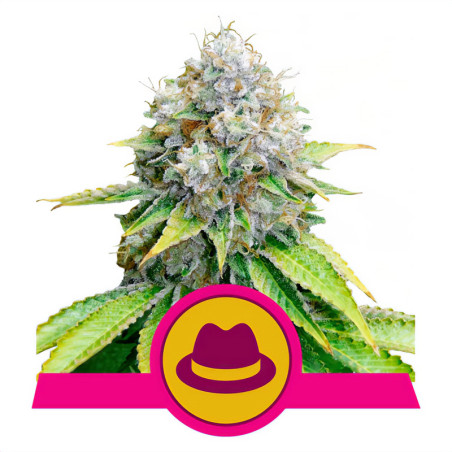 OG Kush die Royal Queen Seeds