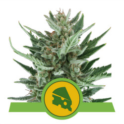 Royal Cheese Automatic von Royal Queen Seeds im Innenbereich