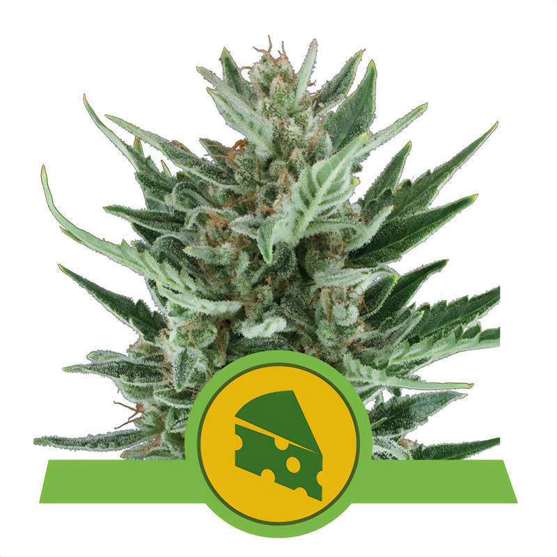 Royal Cheese Automática - Royal Queen Seeds