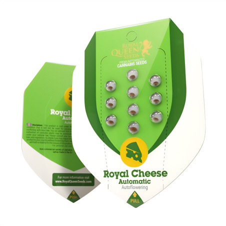 Royal Cheese Automática - Royal Queen Seeds