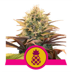 Pineapple Kush della Royal Queen Seeds