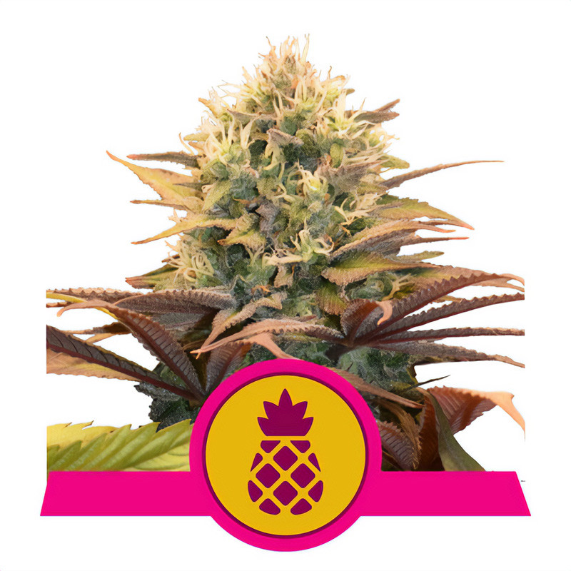 Pineapple Kush - Royal Queen Seeds