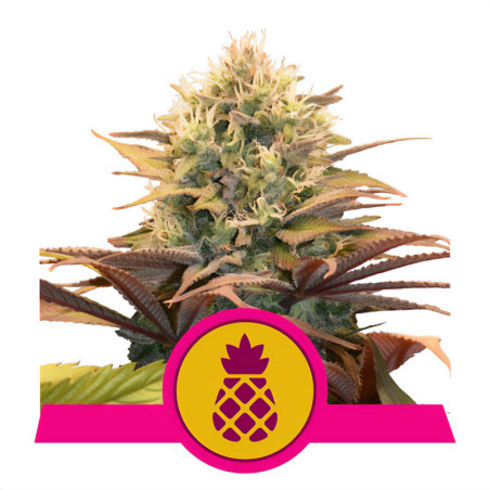 Pineapple Kush von Royal Queen Seeds