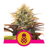 Pineapple Kush della Royal Queen Seeds