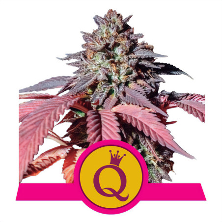 Purple Queen von Royal Queen Seeds