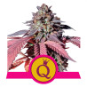 Purple Queen - Royal Queen Seeds