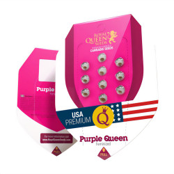 Purple Queen - Royal Queen Seeds