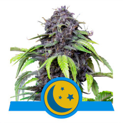 PurpleMatic CBD della Royal Queen Seeds