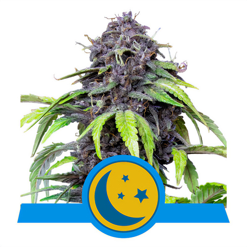 PurpleMatic CBD - Royal Queen Seeds