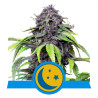 PurpleMatic CBD della Royal Queen Seeds