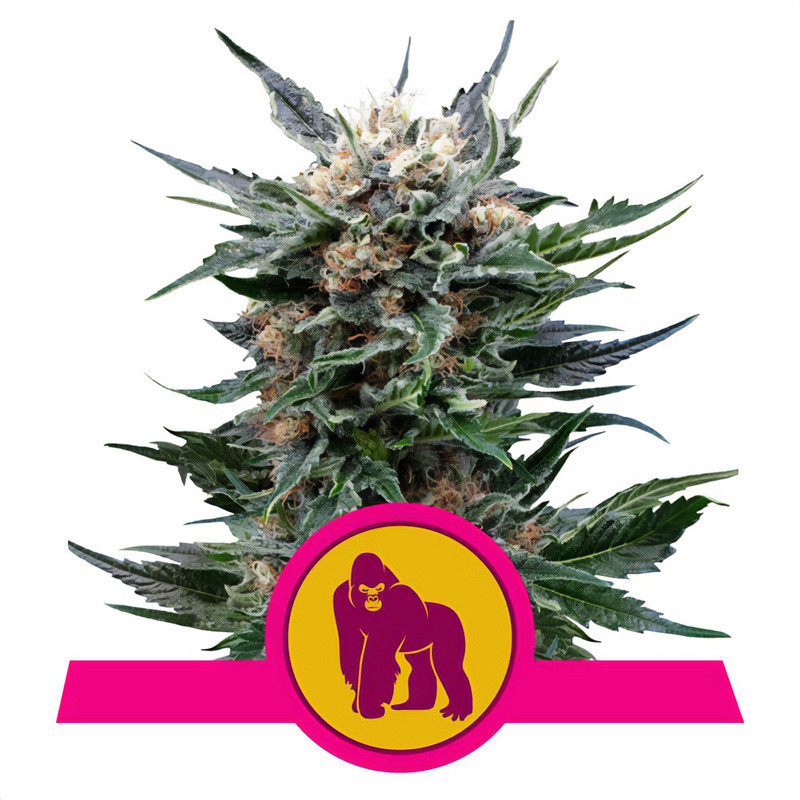 Royal Gorilla - Royal Queen Seeds