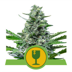 Royal Critical Automatic de Royal Queen Seeds