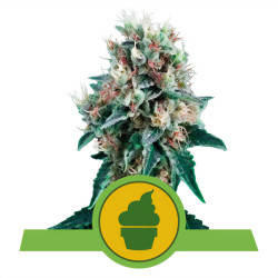 Pflanze von Royal Creamatic von Royal Queen Seeds