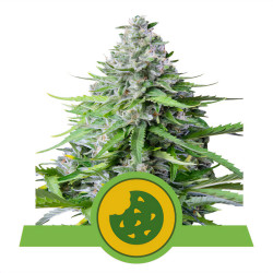 Royal Cookies Automatic von Royal Queen Seeds für den Innenanbau