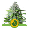 Royal Cookies Automatic - Royal Queen Seeds