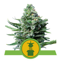 Pflanze von Royal Jack Automatic von Royal Queen Seeds