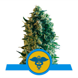 Royal Medic CBD von Royal Queen Seeds