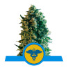 Royal Medic CBD - Royal Queen Seeds