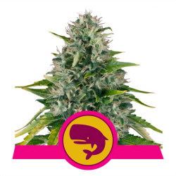 Pflanze von Royal Moby von Royal Queen Seeds